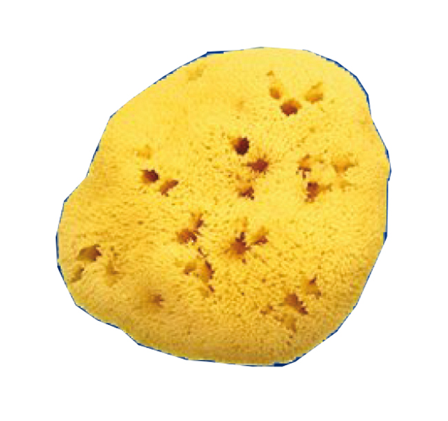 SPUGNA NAT FORI L 8/9 5 CM - farmacialombardia.it
