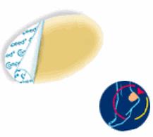 COMPEED VESCICHE CEROTTI FORMATO MEDIO 5 PEZZI - farmacialombardia.it