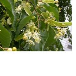 EIE TIGLIO 30 ML GOCCE - farmacialombardia.it